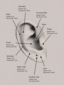 Maria Black Lila Hoop Piercing Stud -Maria Black 3201 6b00e79959 piercingplacement2 2 original